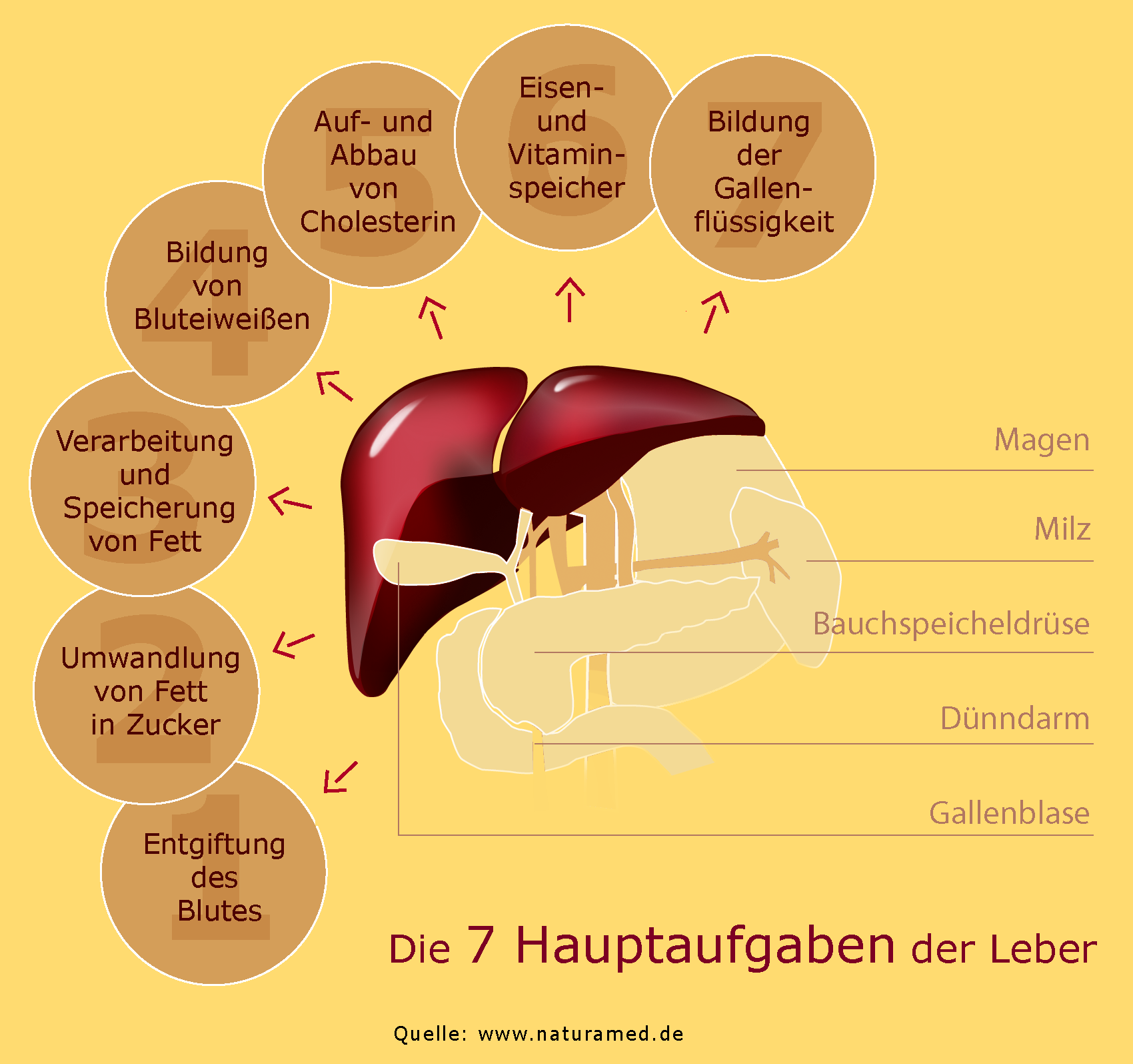 funktionsstörung darm
